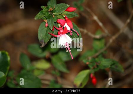 Alice Hoffman (Fuchsia 'Alice Hoffman') plant with red and white flowers : (pix SShukla) Stock Photo