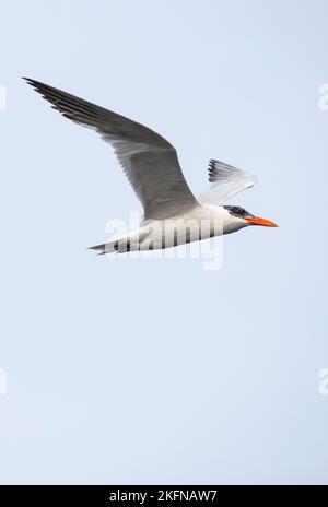Caspian Tern (Hydroprogne caspia) in flight Stock Photo