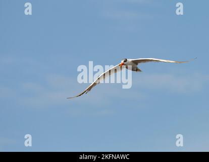Caspian Tern (Hydroprogne caspia) in flight Stock Photo