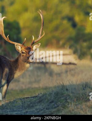 Young deer in the wild, close-up, blurred background Stock Photo