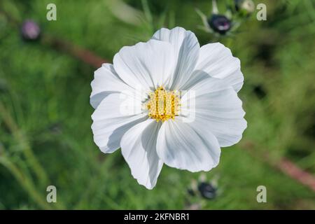 Blossom of garden cosmos (Cosmea bipinnatus). Stock Photo