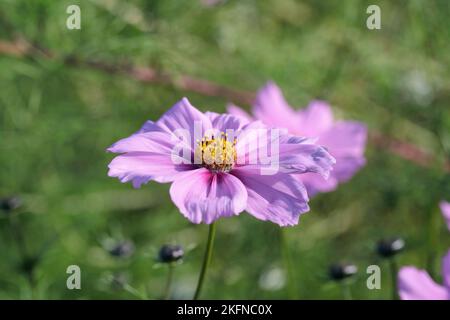 Blossom of garden cosmos (Cosmea bipinnatus). Stock Photo