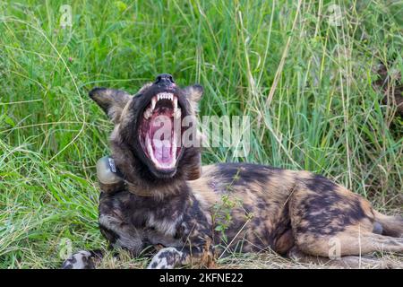 African Wild Dog (Lycaon pictus) yawning in Kruger National Park, South Africa in February 2017.  Individual with a radio transmitter collar. Stock Photo
