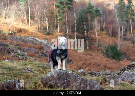 Herdwick ewe standing on a rock in Borrowdale, English Lake District in autumn. Stock Photo