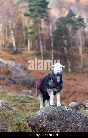 Herdwick ewe standing on a rock in Borrowdale, English Lake District in autumn. Stock Photo