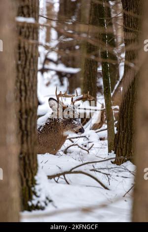 White-tailed deer buck (odocoileus virginianus) covered with snow bedded down and resting after the rut, vertical Stock Photo