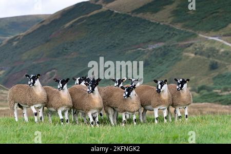 North of England Mule gimmer lambs ready for autumn breeding sales. Forest of Bowland, Lancashire, UK. Stock Photo