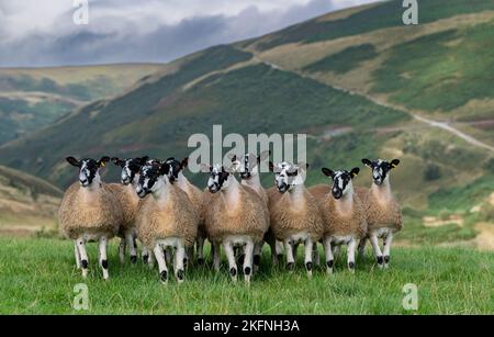 North of England Mule gimmer lambs ready for autumn breeding sales. Forest of Bowland, Lancashire, UK. Stock Photo