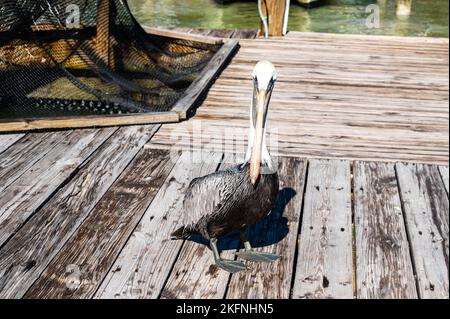 Brown Pelican (Pelecanus occidentalis) perched on a dock piling - Florida. Brown Pelican close up. Pelicans on a pier in Florida. Stock Photo