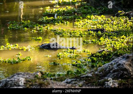 Photograph of an American Alligator swimming in the water in the Everglades in Florida Stock Photo