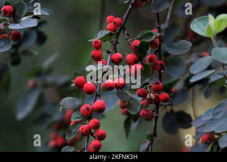 A close-up shot of Aronia arbutifolia growing outdoors Stock Photo