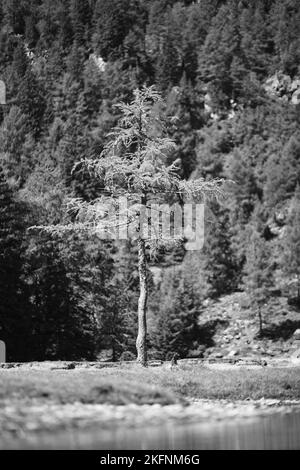 A vertical grayscale shot of a tree growing in front of a dense forest Stock Photo