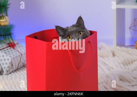 A grey chartreux cat look out of a red gift wrapping bag. A cat on the background of a Christmas tree, garlands, gifts. Neon bokeh. New Year 2023 and Christmas concept. Cute gray cat. Stock Photo