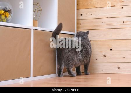 The grey curious cat chartreux surveys the territory. The cat is sniffing the wooden shelving in the room. Stock Photo
