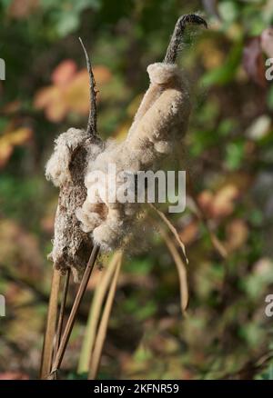 bulrush or cattail(Typha latifolia),Germany Stock Photo