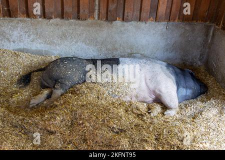 The large pig is resting in the cattle shed. Stock Photo