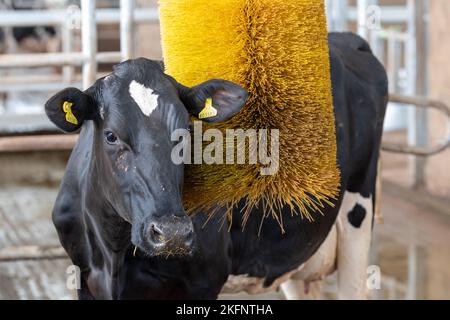 Dairy cow using a brush type scratching post, Dumfries, UK Stock Photo ...