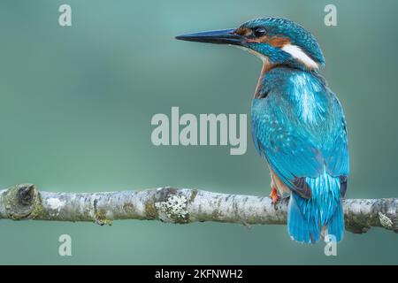 A Closeup Shot Of Brightly Colored Common Kingfisher Bird Perched On 