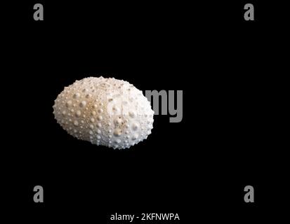A closeup of a white sea urchin under bright lighting isolated on a pitch-black background Stock Photo
