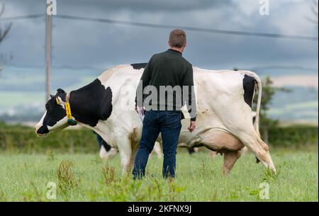 Farmers brining in Holstein cattle from the fields for milking in the parlour, Dumfries, UK. Stock Photo