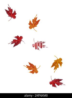 Seven falling autumnal maple leaves, on a white background, in vertical format, with copy space. Stock Photo