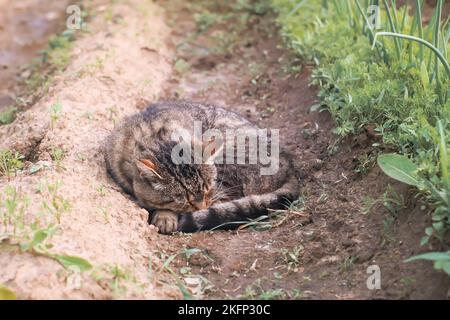 Cat sleeping on the ground in the vegetable garden Stock Photo
