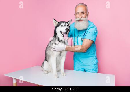 Photo of veterinarian man touch alaskan malamut do rabies vaccine on table isolated on pastel color background Stock Photo