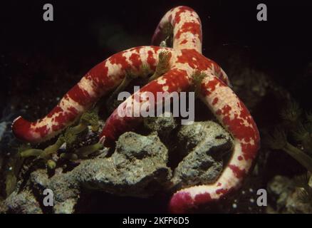 Leach's or Picasso Sea star (Leiaster leachi) Stock Photo