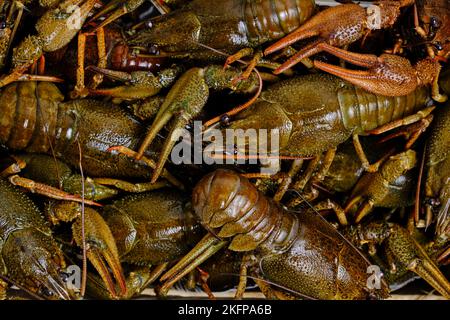 Background, live river crayfish close up Stock Photo
