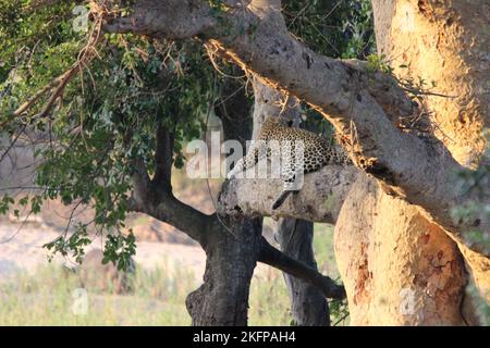 Leopard lying on a large tree branch with its prey in Botswana Stock ...