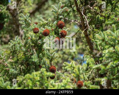 A shallow focus shot of pine cones on tree branches in the forest with blur background Stock Photo