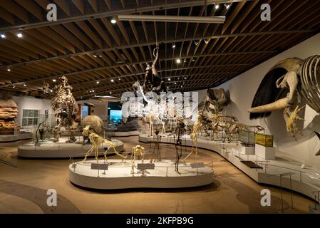 Animal Skeletons in the Main Hall Inside the former Natural History Museum of Denmark @ University of Copenhagen Zoological Museum. Now closed down. Stock Photo