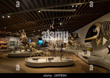 Animal Skeletons in the Main Hall Inside the former Natural History Museum of Denmark @ University of Copenhagen Zoological Museum. Now closed down. Stock Photo