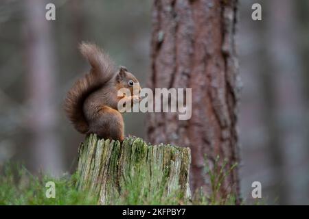 An Eurasian Red Squirrel Sciurus vulgaris with a bushy winter tail eating a hazel nut on an old tree stump  in Scotland Stock Photo