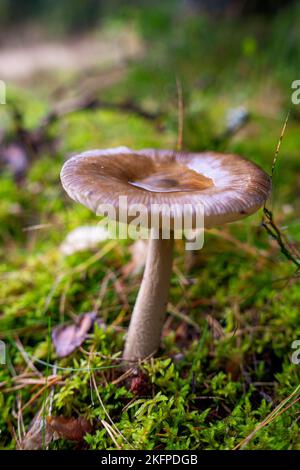 A vertical shot of a grisette amanita mushroom in the wild - Amanita vaginata Stock Photo