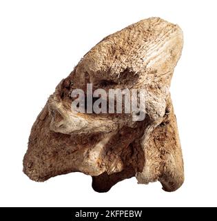 Dry snag of a coniferous tree, old weathered relief wood isolated on a white background. Stock Photo
