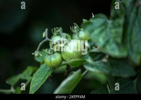fresh unripe green tomatoes on plant Stock Photo