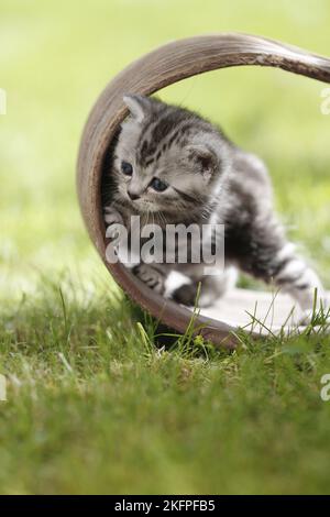 young British Shorthair Kitten in the countryside Stock Photo