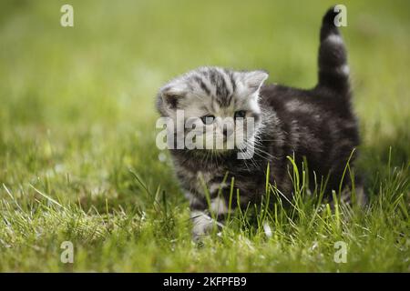 young British Shorthair Kitten in the countryside Stock Photo