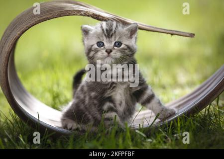 young British Shorthair Kitten in the countryside Stock Photo