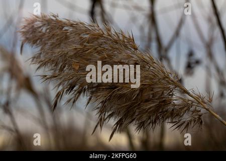 Pampas grass on the lake, reed layer, reed seeds. Golden reeds on the lake sway in the wind against the blue sky. Abstract natural background. Stock Photo