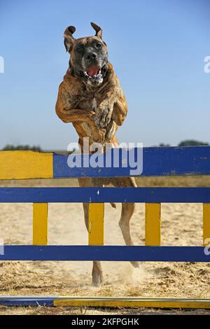 jumping Great Dane Stock Photo