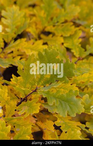 Green-yellow oak leaves on a branch in the sunlight.background Stock Photo