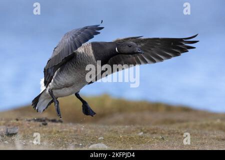 Brant Goose (Branta bernicla hrota), adult in flight, Capital Region, Iceland Stock Photo