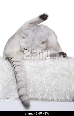 British Shorthair is cleaning itself Stock Photo