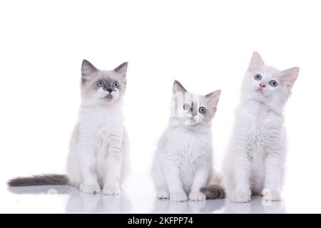 Ragdoll Kitten Stock Photo