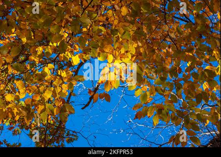 American hornbeam (Carpinus caroliniana) - twigs with leaves changing color. Vibrant New England fall foliage. Charles River Peninsula, Needham MA, US Stock Photo