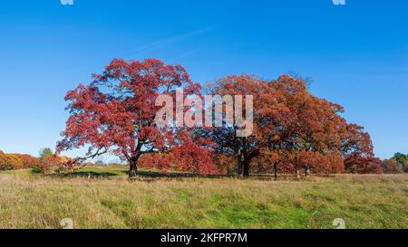 Grove of white oak trees (Quercus alba) in peak fall foliage, with leaves in shades of red and brown, under a blue sky. Charles River Peninsula, MA. Stock Photo