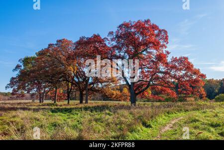 Grove of white oak trees (Quercus alba) in peak fall foliage, with leaves in shades of red and brown, under a blue sky. Charles River Peninsula, MA. Stock Photo