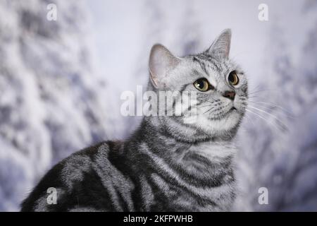 British Shorthair Portrait Stock Photo